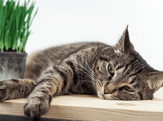 chat malade